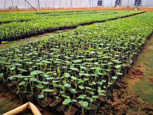 黨領導下的農技協丨廣西北海市合浦縣生態農業種養技術協會 深耕技術開發，賦能綠色種植