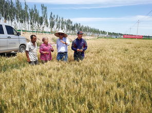 科技特派員張毅 以技術為犁，深耕沃土，譜寫糧食種植節本增效新篇章