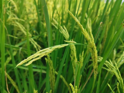 智能農機革新 一分鐘一畝田，現代農民的科技新伙伴