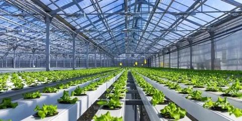 未來已來 探訪5G植物工廠與農業數字孿生實驗室，揭秘新農業的技術革命