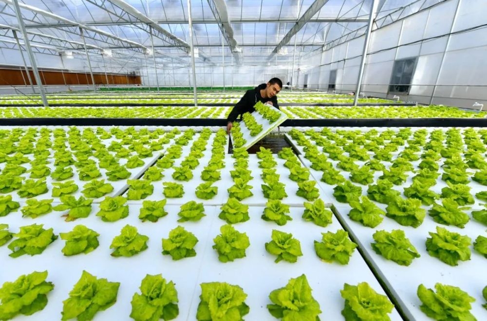 中國農業種植技術的創新與發展 現狀、挑戰與未來趨勢